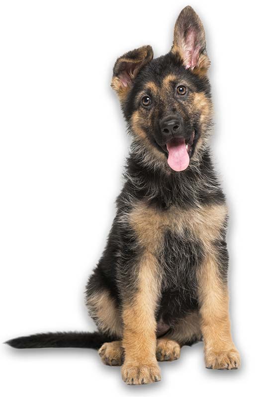 German Shepherd puppy